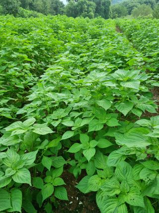 김우점님의 들깨 · 자유게시판 작성글 사진