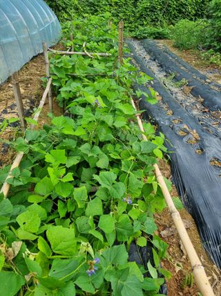 김우점님의 들깨 · 자유게시판 작성글 사진