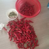 팜모닝 고추·영농일지 게시글 이미지