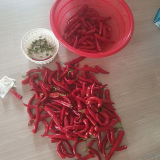 이소영님의 고추 · 영농일지 작성글 사진