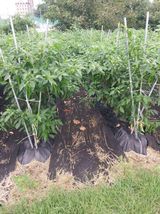 팜모닝 O학년 △반 이세요?·참여글 게시글 이미지