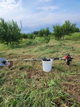 팜모닝 복숭아·영농일지 게시글 이미지