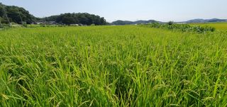 이흥옥님의 벼 · 자유게시판 작성글 사진