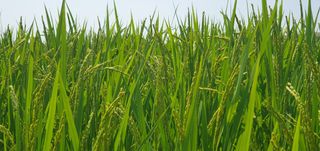 이흥옥님의 벼 · 자유게시판 작성글 사진