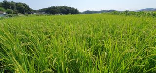 이흥옥님의 벼 · 자유게시판 작성글 사진