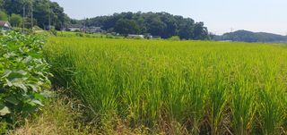 이흥옥님의 벼 · 자유게시판 작성글 사진