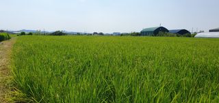 이흥옥님의 벼 · 자유게시판 작성글 사진