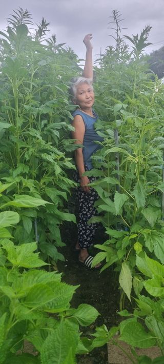 남부농원님의 참깨 · 자유게시판 작성글 사진