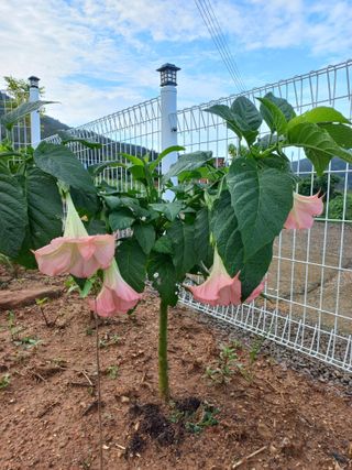 유기농으로키우자님의 자유주제 · 자유게시판 작성글 사진