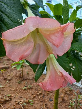 유기농으로키우자님의 자유주제 · 자유게시판 작성글 사진