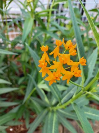 유기농으로키우자님의 자유주제 · 자유게시판 작성글 사진