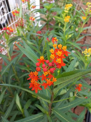 유기농으로키우자님의 자유주제 · 자유게시판 작성글 사진