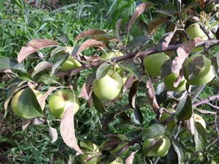 임종명님의 사과 · 병해충상담 작성글 사진