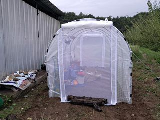 살구장수님의 자두 · 자유게시판 작성글 사진