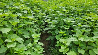 조병대님의 들깨 · 자유게시판 작성글 사진