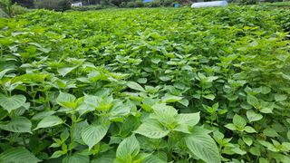 조병대님의 들깨 · 자유게시판 작성글 사진