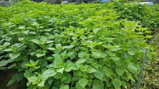 조병대님의 들깨 · 자유게시판 작성글 사진