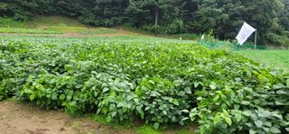 윤태희님의 콩 · 영농일지 작성글 사진