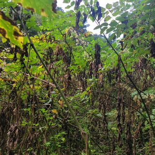 이호성님의 장터이야기 · 자유게시판 작성글 사진