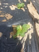 팜모닝 배추·병해충상담 게시글 이미지