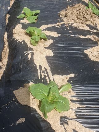 이규영님의 배추 · 병해충상담 작성글 사진