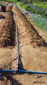 팜모닝 들깨·자유게시판 게시글 이미지