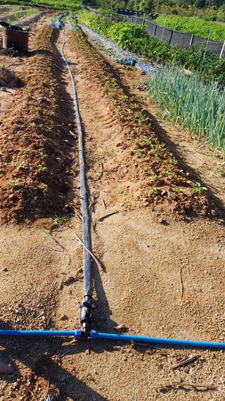 박순덕님의 들깨 · 자유게시판 작성글 사진