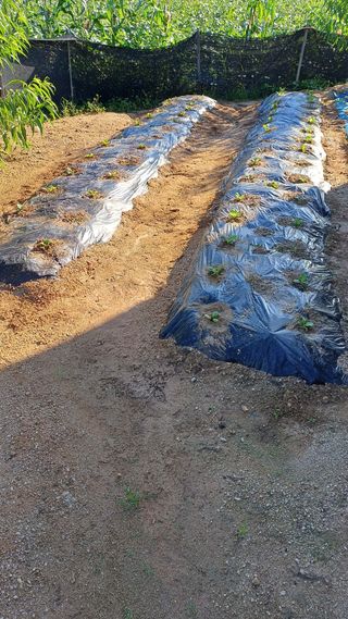 박순덕님의 들깨 · 자유게시판 작성글 사진