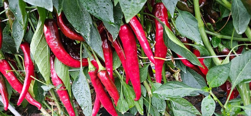 장터 상품 [고추가루 600그램 ] 썸네일