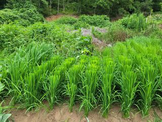 채수용님의 양배추 · 자유게시판 작성글 사진
