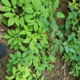 팜모닝 O학년 △반 이세요?·참여글 게시글 이미지