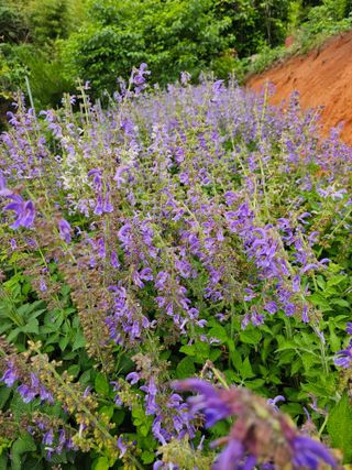 엘도라도님의 O학년 △반 이세요? · 참여글 작성글 사진