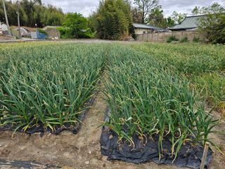 엘도라도님의 O학년 △반 이세요? · 참여글 작성글 사진