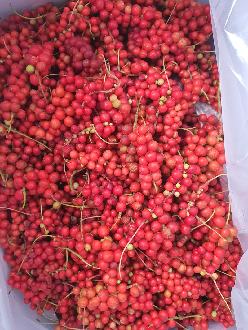 장터 상품 [[판매완료]강원도 평창 생오미자 10kg] 썸네일