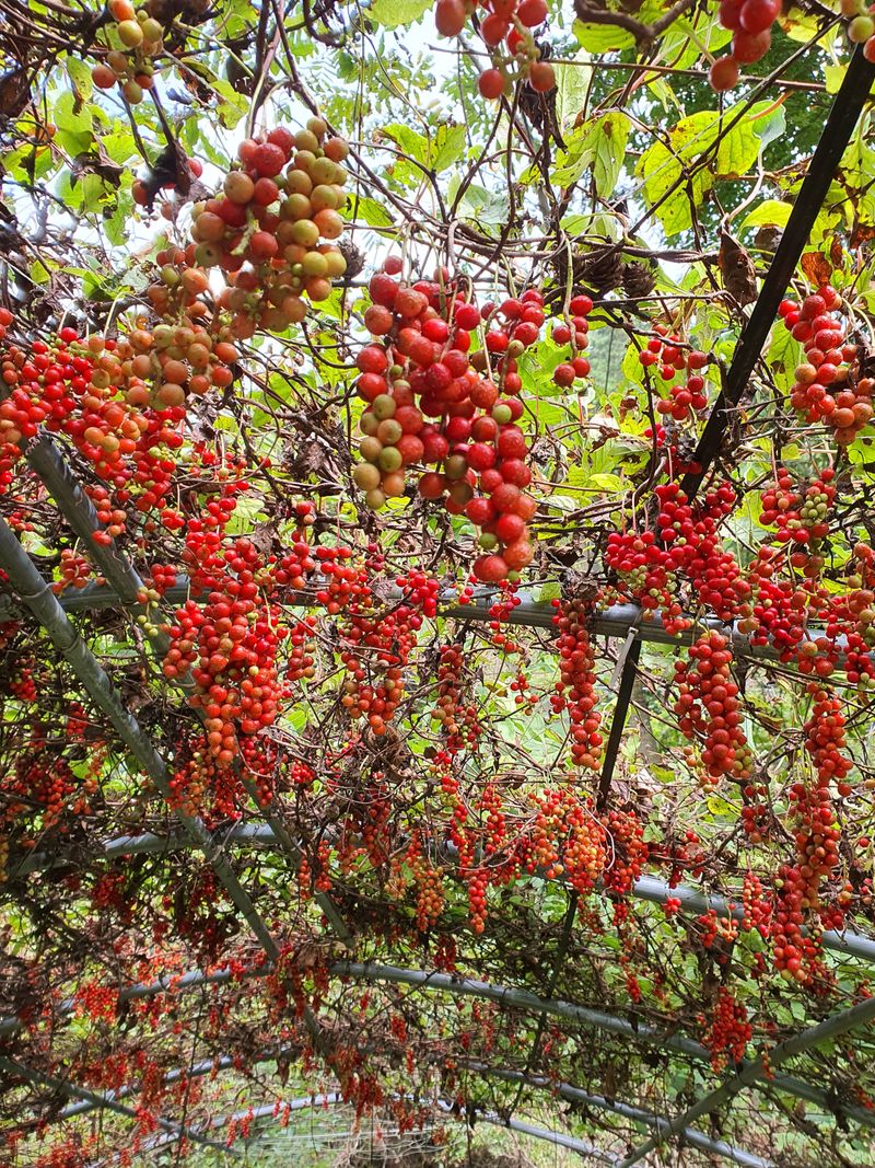 안길수님의 장터 판매 상품 [[판매완료]강원도 평창 생오미자 10kg] 첨부 사진