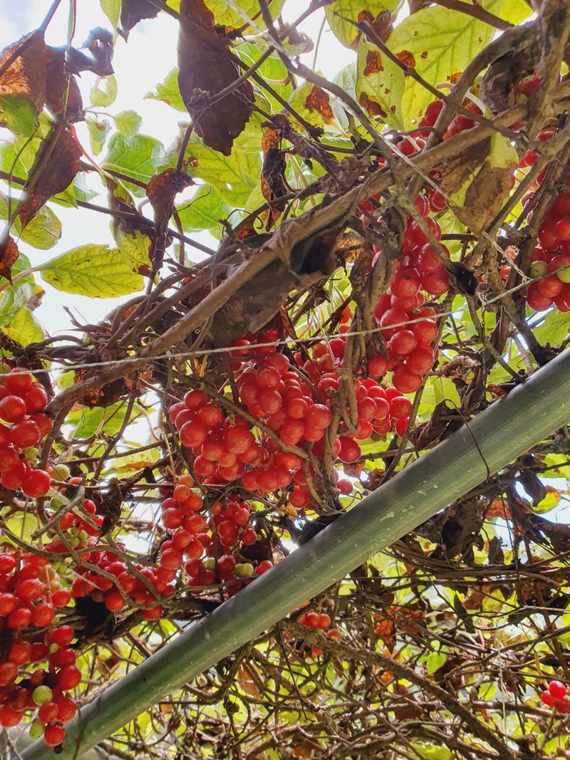 안길수님의 장터 판매 상품 [[판매완료]강원도 평창 생오미자 10kg] 첨부 사진