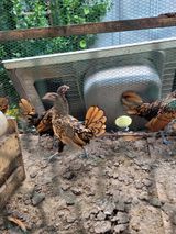 팜모닝 자유주제·자유게시판 게시글 이미지