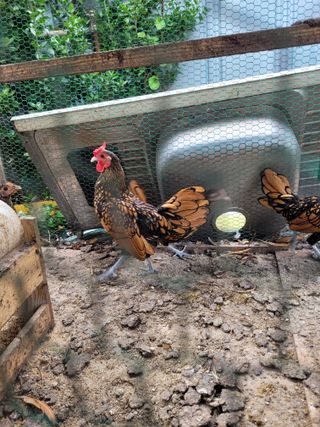 김금자님의 자유주제 · 자유게시판 작성글 사진