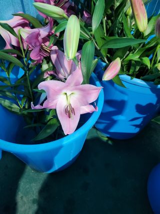 최돈례 님의 O학년 △반 이세요? · 참여글 작성글 사진