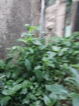 팜모닝 자유주제·자유게시판 게시글 이미지