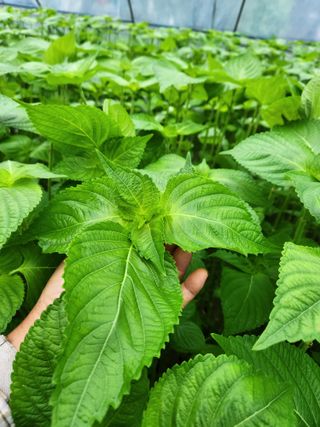 시지노인님의 들깨 · 병해충상담 작성글 사진