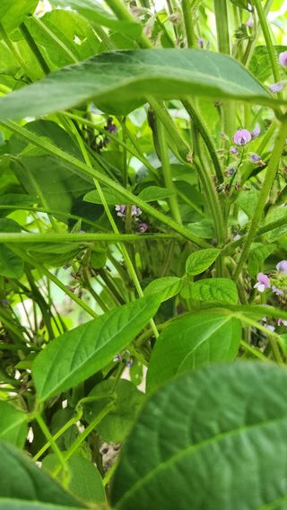 권철환님의 콩 · 자유게시판 작성글 사진