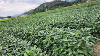 권철환님의 콩 · 자유게시판 작성글 사진