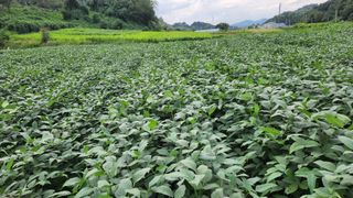 권철환님의 콩 · 자유게시판 작성글 사진