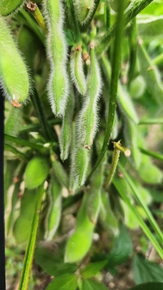 권철환님의 콩 · 자유게시판 작성글 사진