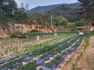 강남해님의 O학년 △반 이세요? · 참여글 작성글 사진
