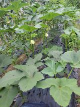 팜모닝 자유주제·자유게시판 게시글 이미지