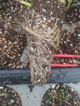 팜모닝 감자·자유게시판 게시글 이미지