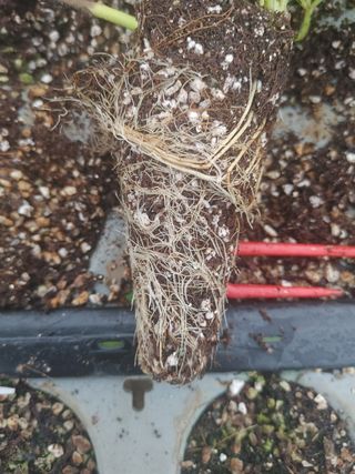 이님의 감자 · 자유게시판 작성글 사진