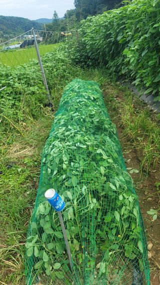 김영진님의 기타작물 · 자유게시판 작성글 사진